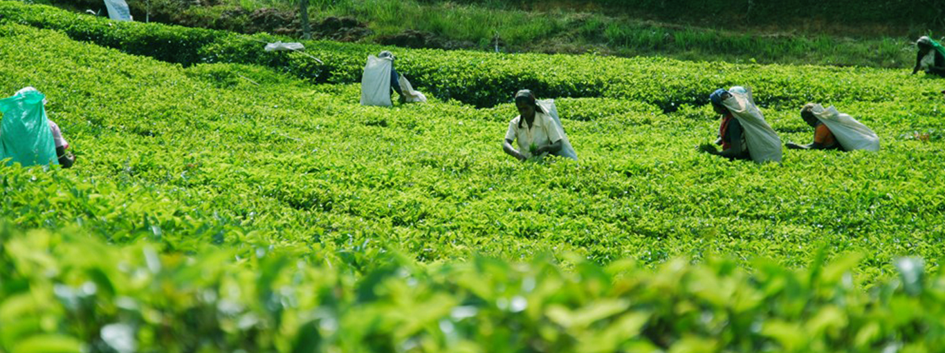 Ceylon Tea - Best of the World